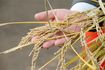 茨城県で開発されている、収量増を目指しゲノム編集で遺伝子を改変した稲