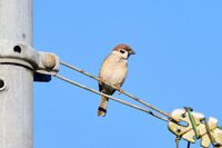 【知って楽しい雑学】鳥はなぜ電線に止まるの?国内では133種の鳥、電線で感電しない理由は