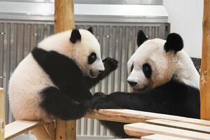 お母さんの良浜と遊ぶ楓浜