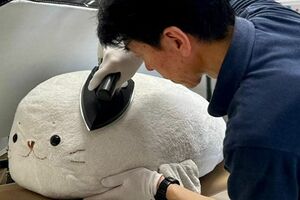 SNSでバズった、職人による『しろたん』への仕上げのアイロンがけの様子。極上の手触りにするため、スチームを当てて毛並みをそろえている