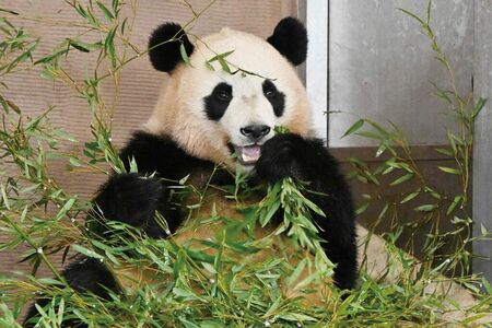 楓浜♀　写真／高氏貴博（毎日パンダ）