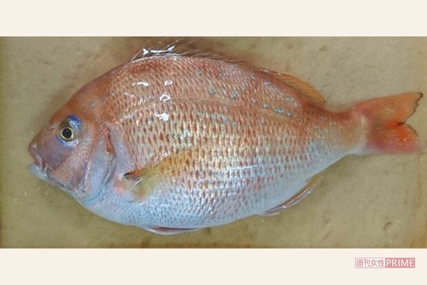 ゲノム編集マダイ（写真提供／リージョナルフィッシュ社）