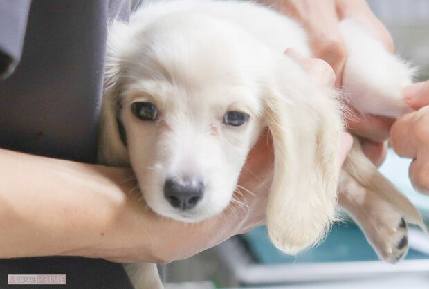 飼い始めた直後に、奇形が見つかったミニチュアダックスフントの将来は……?