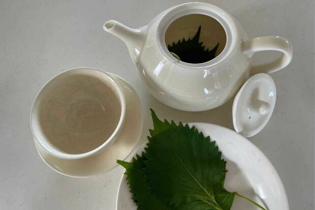 青じそ茶で安眠へ誘う
