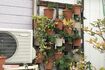 鉢植えは赤い実をつけて