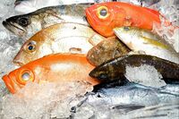 好きな魚アンケート2位のサンマを押さえて1位に輝いたのは? はま寿司の人気ネタ3位には意外なネタが!