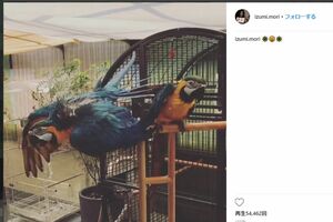 改装されたベランダでは、この日も犬が走り回っており音も異臭もない森がSNSにアップしたオウム。背景には寺の壁が写り込んでいる