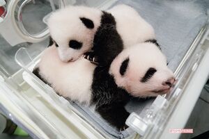 メス(上)、オス(下)ともに体重は3キロを超えた。シンシンの母乳と人工乳での哺育で健康状態も良好(同8月23日撮影)写真/(公財)東京動物園協会提供