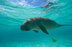 人魚のモデルになったジュゴン。ジュゴンの肉は不老不死になるとの伝説があり、琉球王朝時代、王様への献上品にされていた