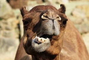 ラクダのように“もぐもぐ”する!?