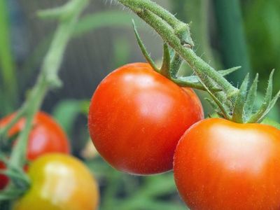 熊本地震で野菜高騰? 家庭菜園のおすすめはミニトマト