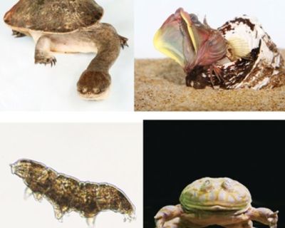 『へんないきもの展2』に衝撃&キモカワ系生物が登場