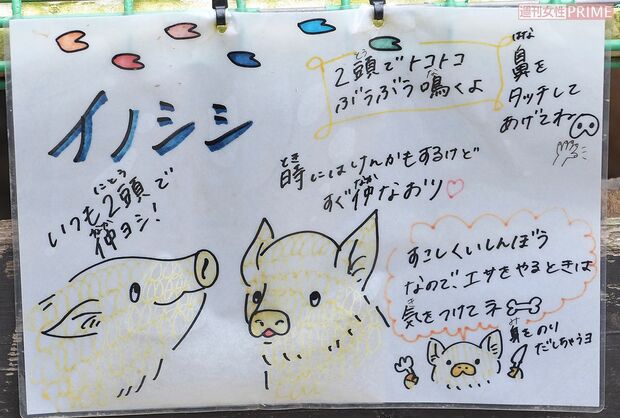 「鼻をタッチして」特徴と性格を紹介　 撮影／渡邉智裕