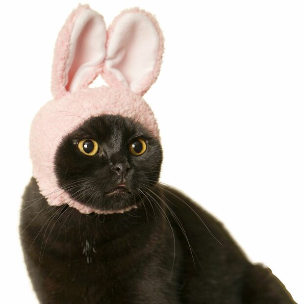 ねこのかぶりものシリーズのねこうさぎちゃん　(c)KITAN CLUB