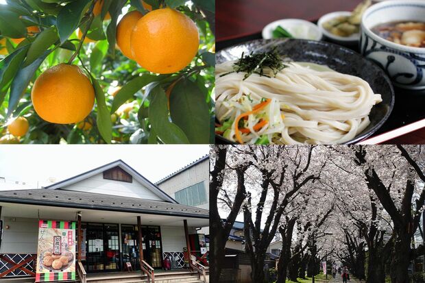 写真左上から時計回りにみかん狩り、村山かてうどん、野山北公園自転車道の桜、歌舞伎揚げでおなじみの「天乃屋」の直売店　写真提供／武蔵村山観光まちづくり協会