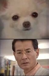 チワワのくぅ～ちゃんと出会った清水の表情が話題になったアイフルのCM