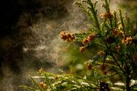 花粉症、副作用が心配&効果がない「市販薬」から卒業したい!医師に聞い最新治療法3選