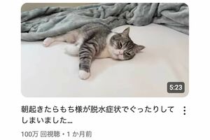 脱水状態でぐったりする「もちまる」（YouTubeチャンネル『もちまる日記』より）