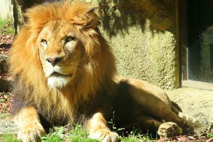 “百獣の王”も余剰個体で安売りといわれた日には……