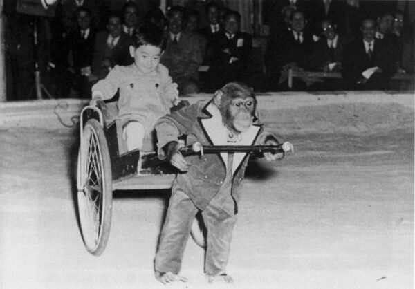 仲よしのチンパンジー、コリーの引く車で遊ぶ木下さん。コリーは幼い木下社長をわが子（？）のように可愛がってくれた