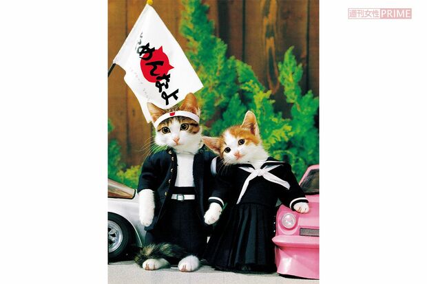 2010年代より復活、ひそかなブームとなっている「なめ猫」