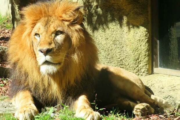 “百獣の王”も余剰個体で安売りといわれた日には……