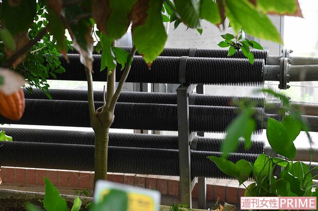 よく見ると、ドーム内には温水配管が張り巡らされて　撮影／渡邉智裕