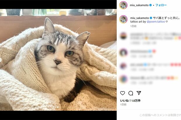 タトゥーのモデルとなった愛猫「サバ美」（公式インスタグラムより）