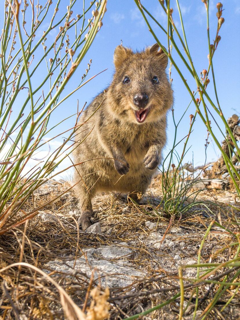 画像 写真 世界一幸せな動物 クオッカワラビーの特別なパワー ストレスが全部吹き飛ぶ ニュース概要 週刊女性prime