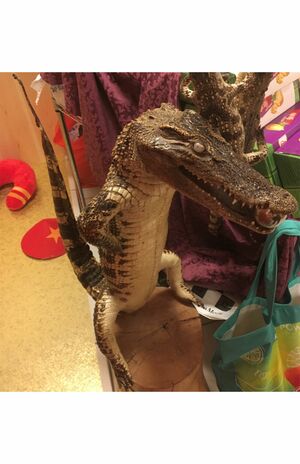 事務所に飾られていたワニの剥製(フリッチクエスト社のブログより)