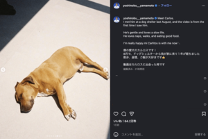 世界がベタ惚れしているドジャース・山本由伸の愛犬カルロス（公式インスラグラムより）