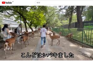 YouTubeに投稿された、奈良公園で鹿を蹴飛ばす男性、最後には頭を叩いて（一部編集部加工）