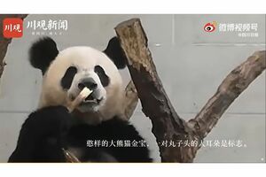 中国国内でも人気のパンダ（中国SNS・微博のニュースより）