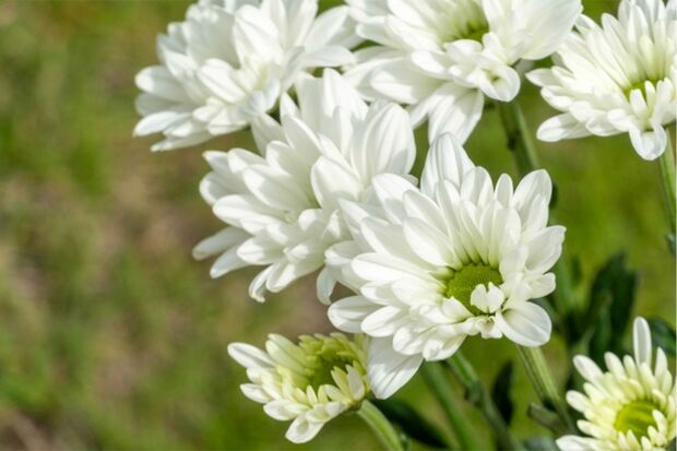 ※写真はイメージです