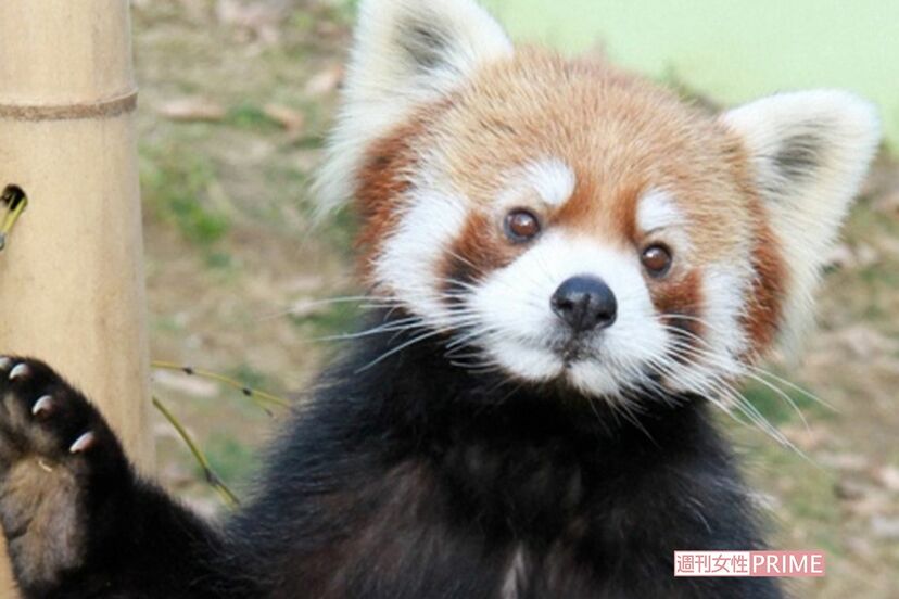画像・写真】パンチくん人気の中、千葉市動物公園の立つレッサーパンダ
