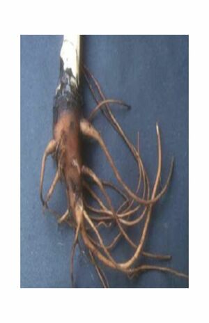 トリカブトの根。古くは狩猟の毒矢に利用された。長濱容疑者はトリカブトに含まれる毒性物質のほか、覚醒剤の成分も注入していた（画像は都保健医療局のホームページより）