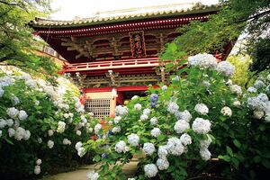 100種類5000株のあじさいが楽しめる。あじさい祭は6/10より実施中