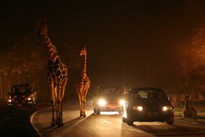 ナイトスコープを搭載した専用バスで巡る「ナイトサファリツアー」も開催中（8月27日まで。別途1000円）／富士サファリパーク「ナイトサファリ」