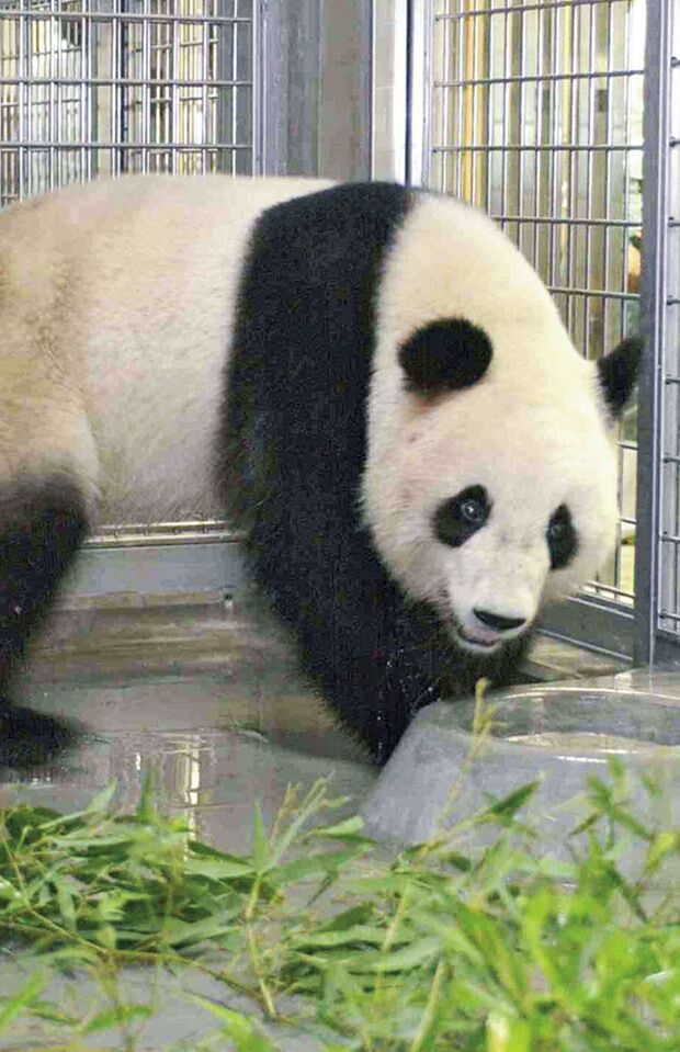 コウコウ♂　写真／共同通信社