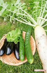 自分の畑で収穫した野菜