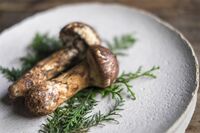 【知って楽しい雑学】秋の味覚の代表格「マツタケ」ってどうしてそんなに値段が高いの?謎に包まれた生態と…