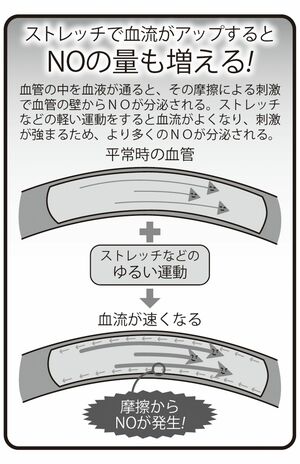 ストレッチで血流がアップするとNOの量も増える！