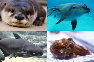 左上から時計回りにコツメカワウソ、バンドウイルカ、カエルアンコウ、メコンオオナマズ