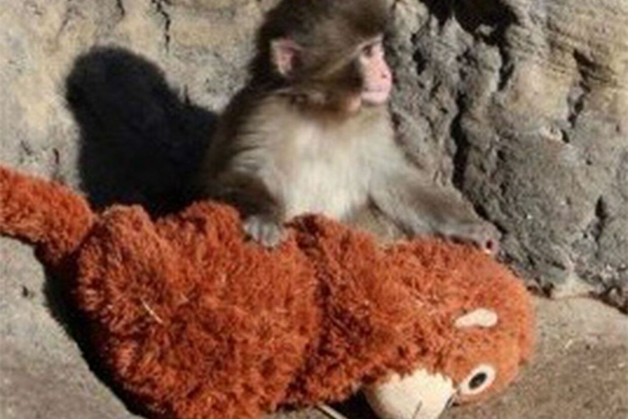 市川市動植物園の子ザル・パンチくん、「ぬいぐるみの母親」を抱いて話題沸騰 人気飼育員が語る“親子愛”と自立への道 | 週刊女性PRIME