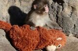市川市動植物園の子ザル・パンチくん、「ぬいぐるみの母親」を抱いて話題沸騰　人…