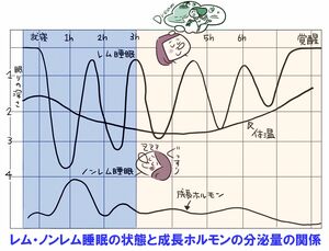 ノンレム睡眠とレム睡眠は、90分周期でやってくる。睡眠時間を6時間、7時間30分など、90分周期にすると目覚めが爽やかに　イラスト／とげとげ