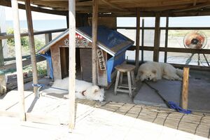 犬小屋では、わさおと同じ秋田犬のチョメチョメが昼寝中　撮影／竹内摩耶