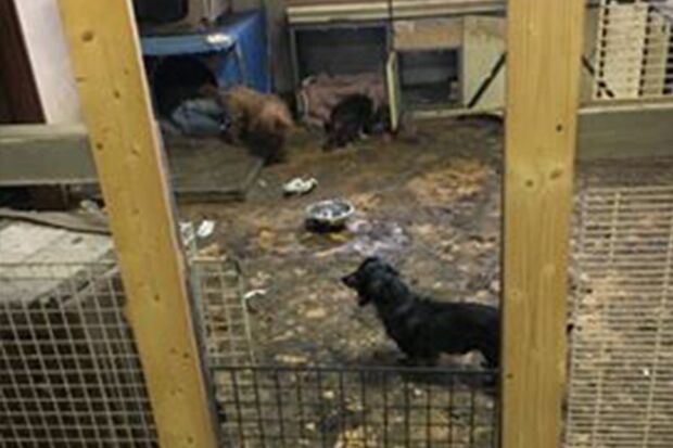 県が調査に入る前の保護施設内。床には排せつ物が散乱し、こびりついてなかなか取れないものも少なくなかったという（Ｅｖａ提供）