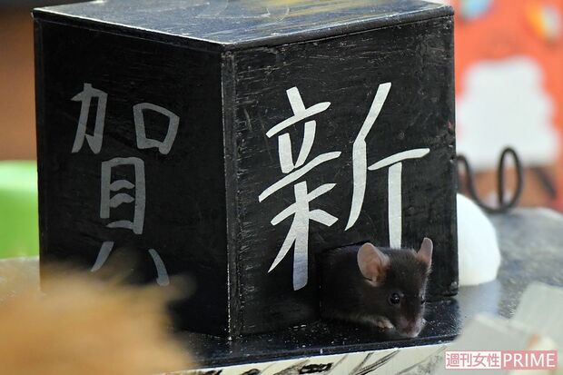 ネズミは穴が大好き。ひょっこり顔を出してくるさまは、まるで“初日の出”!?　撮影／渡邉智裕