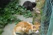 遺棄現場近くでエサを食べる猫。地域のボランティアが不妊手術をしたり、エサをあげて共生している